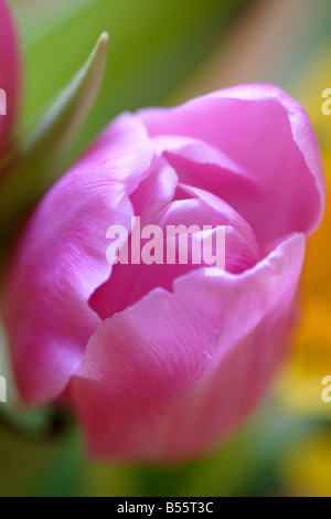 Tulipe rose fleur (Tulipa genre) close up Banque D'Images