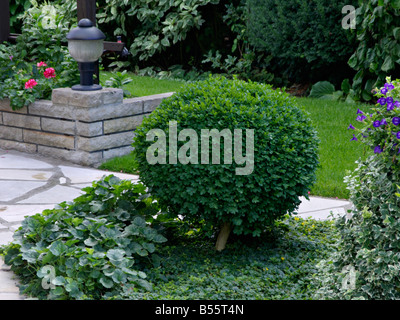 Buis commun (Buxus sempervirens) avec forme sphérique Banque D'Images