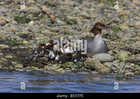 Grand Harle Mergus merganser femelle avec poussins (12) visible sur la plage de galets à French Creek l'île de Vancouver en juin Banque D'Images