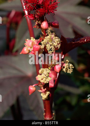 Le ricin (Ricinus communis) Banque D'Images