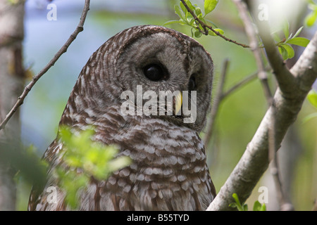 Chouette rayée Strix varia close up perché dans un arbre à McGregor Marsh de l'île de Vancouver Nanaimo BC en mai Banque D'Images