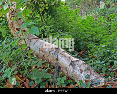 Bouleau blanc dans une forêt d'automne Banque D'Images