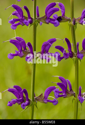 Meadow Clary (Salvia pratensis) sur les prairies calcaires, Gloucestershire, England, UK Banque D'Images