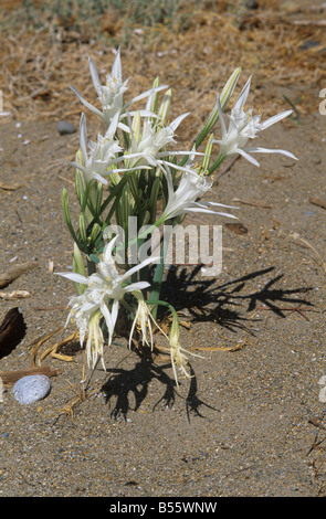 La jonquille la mer ou la mer lily Pancratium maritimum floraison sur la plage Crète Banque D'Images