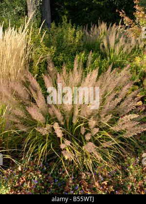 Le roseau en plumes (Calamagrostis arundinacea var. brachytricha syn. Achnatherum brachytricha) Banque D'Images