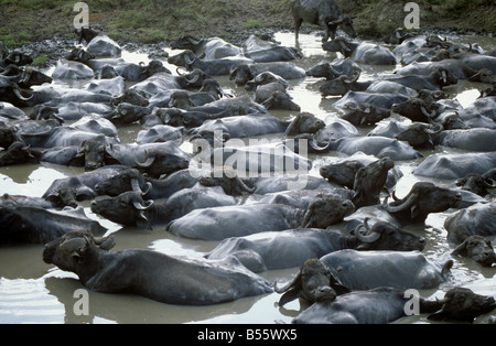 Un troupeau de buffles d'eau à trou d'eau à Baroda Inde Banque D'Images