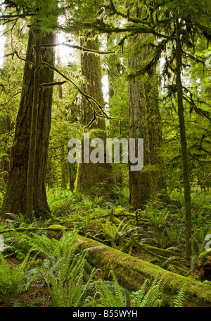 Immenses arbres à Cathedral Grove - l'île de Vancouver, Colombie-Britannique, Canada Banque D'Images