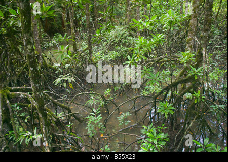 Les mangroves dans le Parc National Similajau nr Bintulu Sarawak Malaisie Banque D'Images