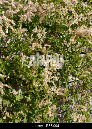 Vigne (Fallopia aubertii russe syn. polygonum aubertii) Banque D'Images