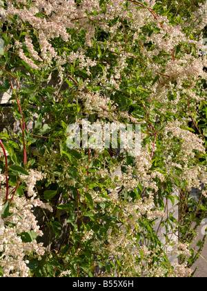 Vigne (Fallopia aubertii russe syn. polygonum aubertii) Banque D'Images