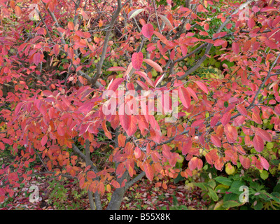 Service d'Allegheny (Amelanchier laevis berry) Banque D'Images