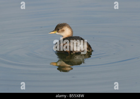 Grèbe castagneux Tachybaptus ruficollis dans un étang d'hiver Décembre 2007 Israël Banque D'Images