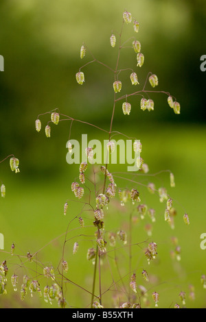 Quaking Grass (Briza media) en fleur, dans les prairies calcaires, France Banque D'Images