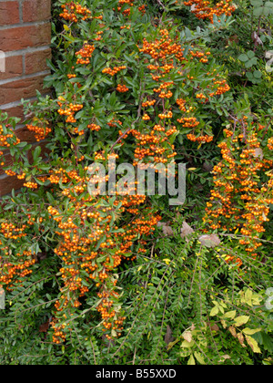 Pyracantha coccinea scarlet (multi) Banque D'Images