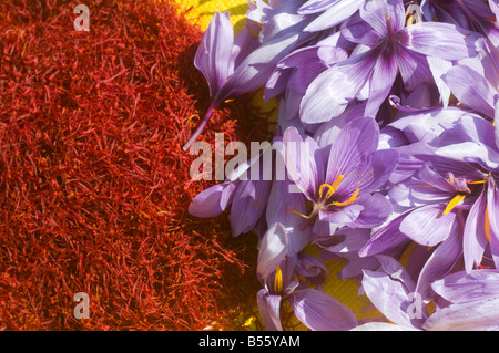 Fleurs Crocus sativus le safran avec étamines retirées, sud-Touraine, France. Banque D'Images