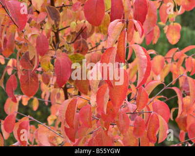 (Viburnum prunifolium haw noir) Banque D'Images