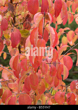 (Viburnum prunifolium haw noir) Banque D'Images