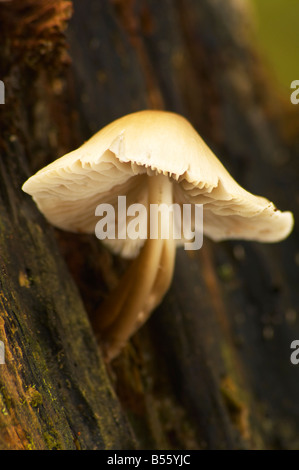 Un petit blanc champignons sur un arbre dans un bois à côté de la rivière Derwent dans le Lake District Cumbria UK Banque D'Images