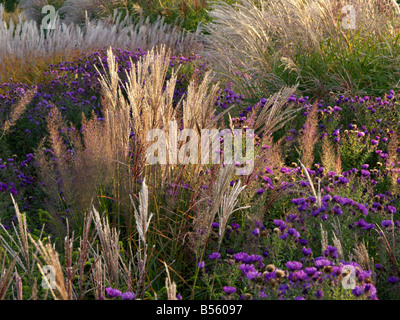 L'herbe d'argent chinois (Miscanthus sinensis) et Aster (Aster) Banque D'Images