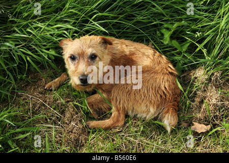 Terrier chien recroquevillé dans l'herbe haute. Le Border Terrier est apparu pour la première fois dans le 18e siècle et a peu changé depuis. Banque D'Images