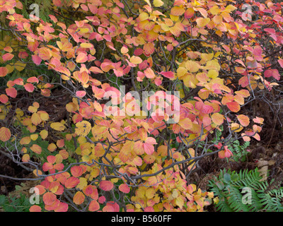 Grand fothergilla fothergilla major (onticola «' fothergilla monticola) syn. Banque D'Images