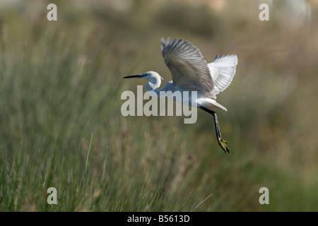 Peu de Western Reef Egret Egretta garzetta gularis hybride Banque D'Images