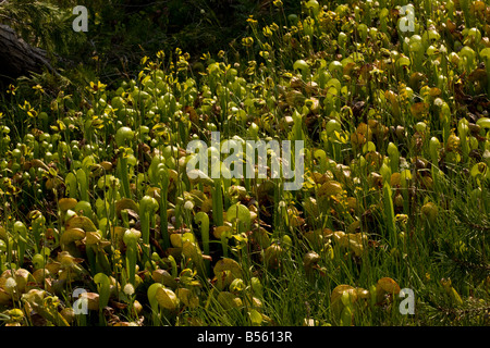 Une plante insectivore Lily Cobra Darlingtonia californica dans la Californie du nord des montagnes Klamath Banque D'Images