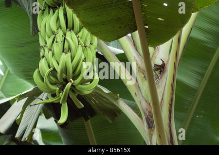 Bananes sur une plantation dans la province d'El Oro près de Machala, Equateur. Photographie numérique Banque D'Images