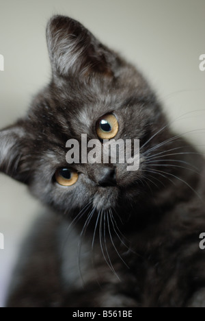 Chaton British Shorthair Banque D'Images