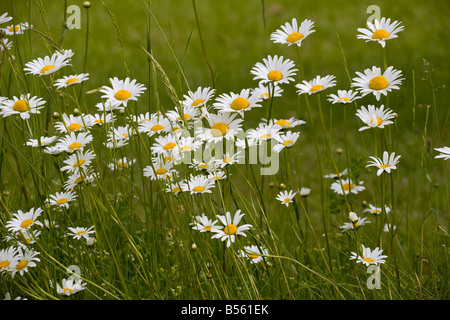 Masse d'ox-eye Daisies Leucanthemum vulgare Chrysanthemum vulgare dans un pré de foin dans le Dordogne France Banque D'Images