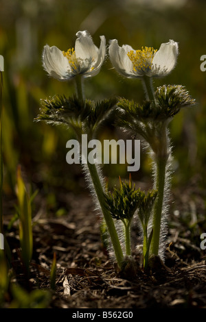 Anémone de l'Ouest ou l'Ouest Pasque flower Anemone occidentalis haut sur le mont Hood Oregon Cascades Banque D'Images