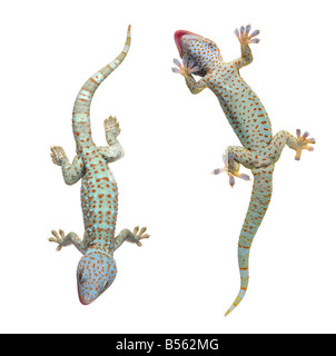 Gecko Gekko gecko Tokay devant un fond blanc Banque D'Images