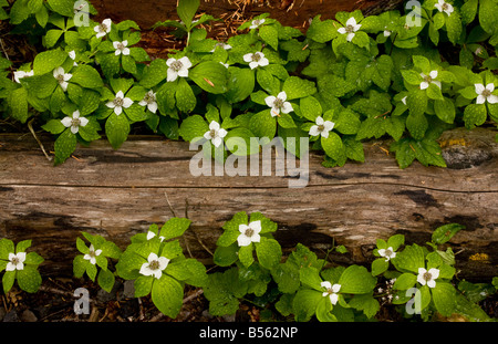 Le cornouiller du Canada ou de l'Ouest le cornouiller du Canada Cornus unalaschkensis préalablement inclus dans le Cornus canadensis couvertes de gouttes Banque D'Images