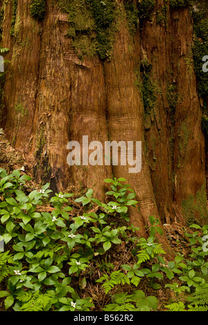 Le cornouiller du Canada Cornus unalaschkensis sur Western Red Cedar Thuja plicata at Lost Lake forêt ancienne Mount Hood Oregon Banque D'Images