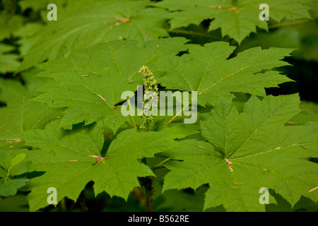 L'aralie Oplopanax horridus en fleur plante active médicinalement Oregon Banque D'Images