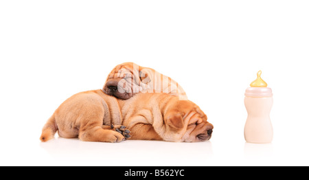 Sharpei chiots se reposant après quelques festins de lait Banque D'Images