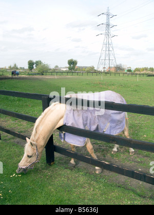 UK- enclos pour chevaux et d'équitation à Lee Valley Riding Centre et réserve naturelle de Londres Photo © Julio Etchart Banque D'Images