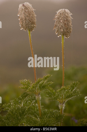 Têtes de graine de l'ouest de l'Ouest ou l'Anémone Anémone pulsatille Anemone occidentalis dans la brume des Cascades, le Mont Rainier Banque D'Images