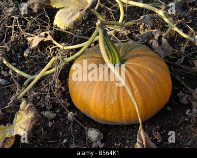 Huile styrienne la citrouille (Cucurbita pepo var. styriaca syn. Cucurbita pepo var. oleifera) Banque D'Images