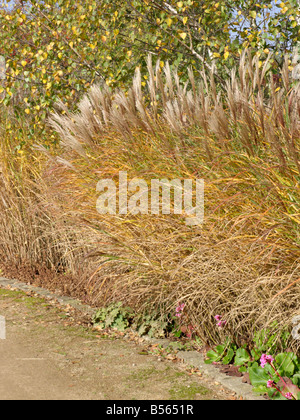 L'herbe d'argent chinois (Miscanthus sinensis) Banque D'Images