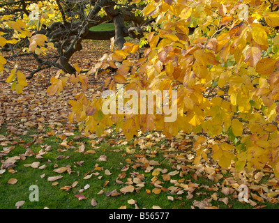 Kentucky (cladrastis kentukea bois jaune syn. cladrastis lutea) Banque D'Images