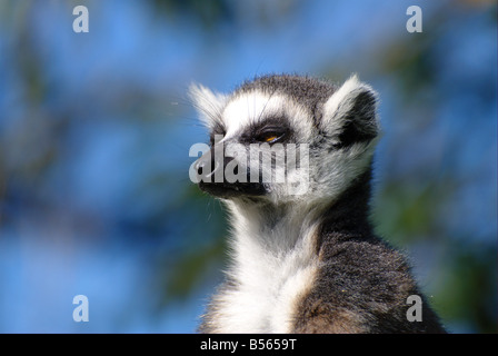 Ring tailed Lemur. Ils se trouvent dans le sud et sud-ouest de Madagascar Banque D'Images