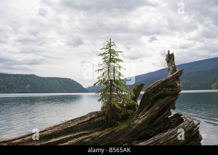 Sapin solitaire sur driftwood Clearwater Lake Parc provincial Wells Gray British Columbia Canada Banque D'Images