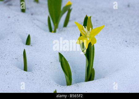 Lily Glacier ou Avalanche jaune lily Erythronium grandiflorum poussant dans la neige à haute altitude sur le Mont Rainier Banque D'Images