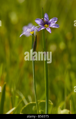 California Blue eyed grass Sisyrinchium idahoense dans humide zone marécageuse Siskiyou Mt Ashland Banque D'Images