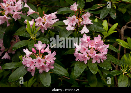 Rhododendron Rhododendron macrophyllum pacifique en fleur Mount Hood Oregon Banque D'Images