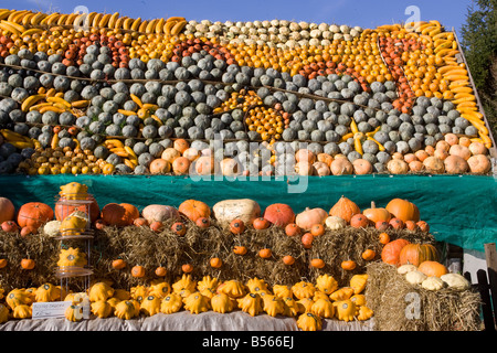 Un affichage fantastique de citrouilles Banque D'Images