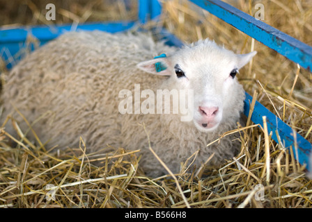 Moutons dans un stand au Festival annuel de mouton et de la laine à Rhinebeck New York Banque D'Images