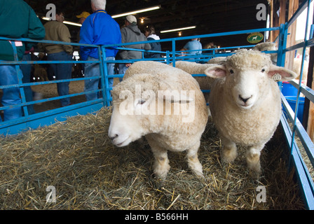 Moutons Romney à l'assemblée annuelle et de la laine de mouton Festival à Rhinebeck New York Banque D'Images