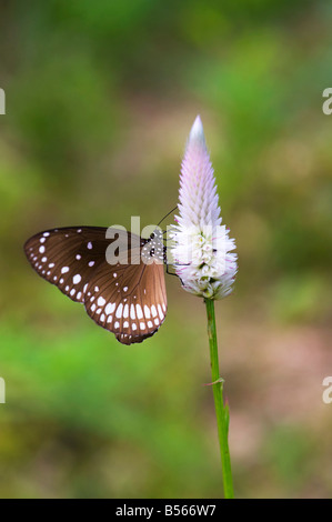 Euploea Core. Corneille papillon dans la campagne indienne. L'Andhra Pradesh, Inde Banque D'Images